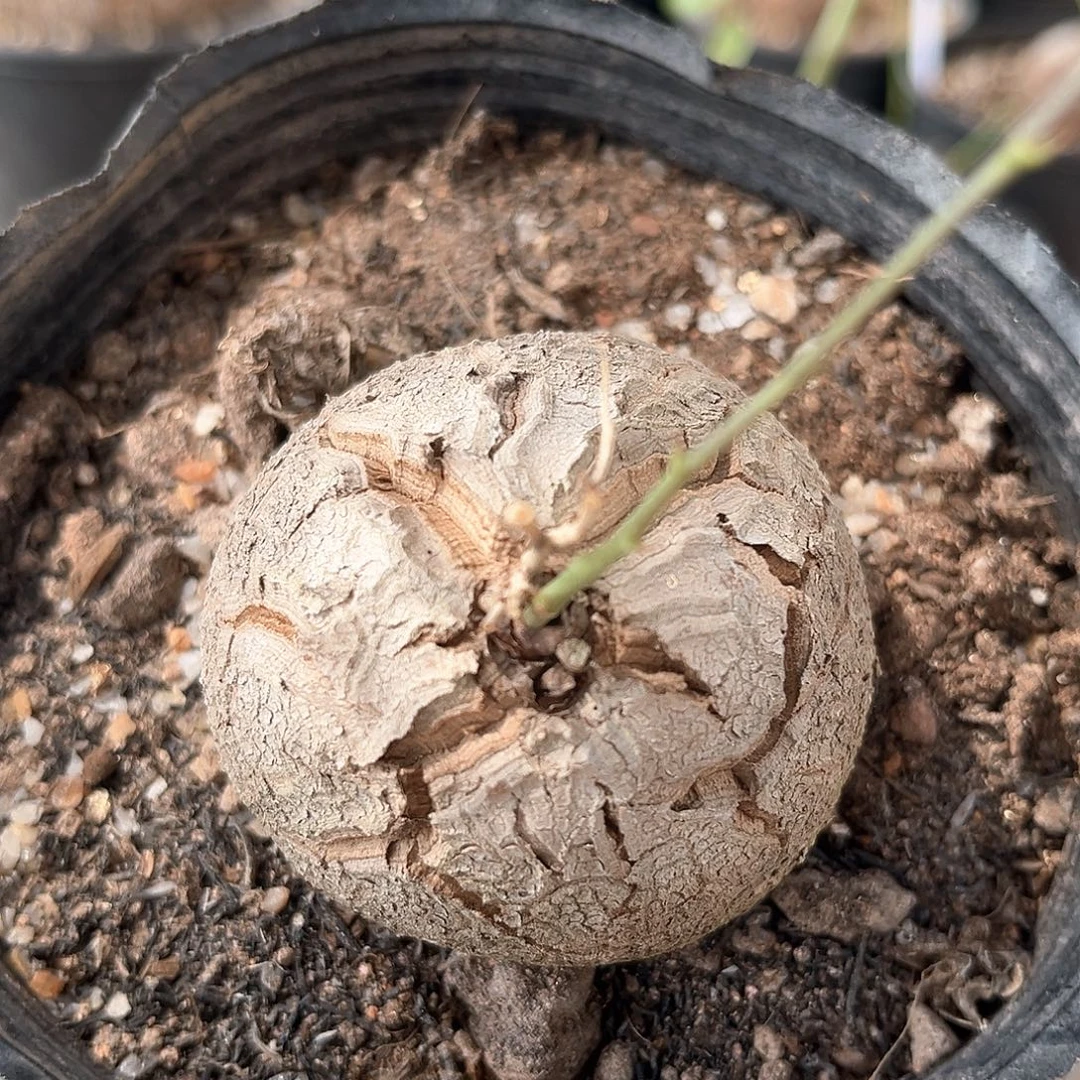 平***樂潮流植物 潮流植物