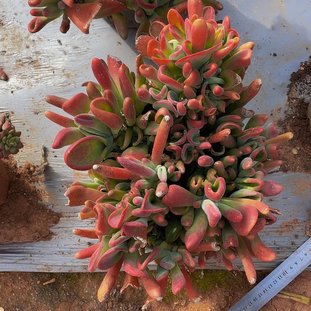 火狐狸大冠服39.8多肉群生