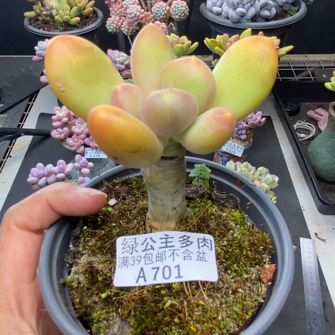 701芒果奶多肉6c m