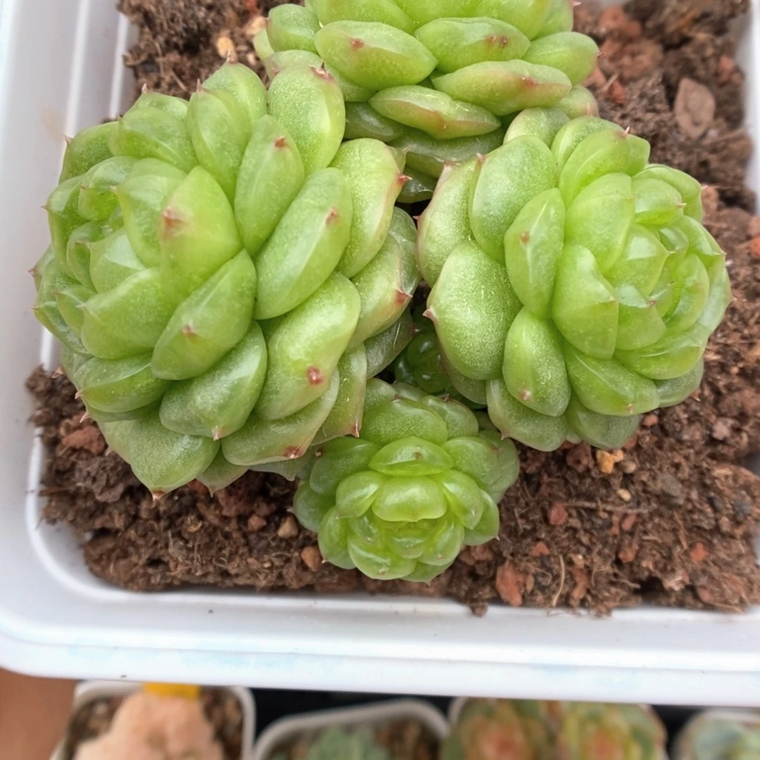 灯泡珍妮群生542号。