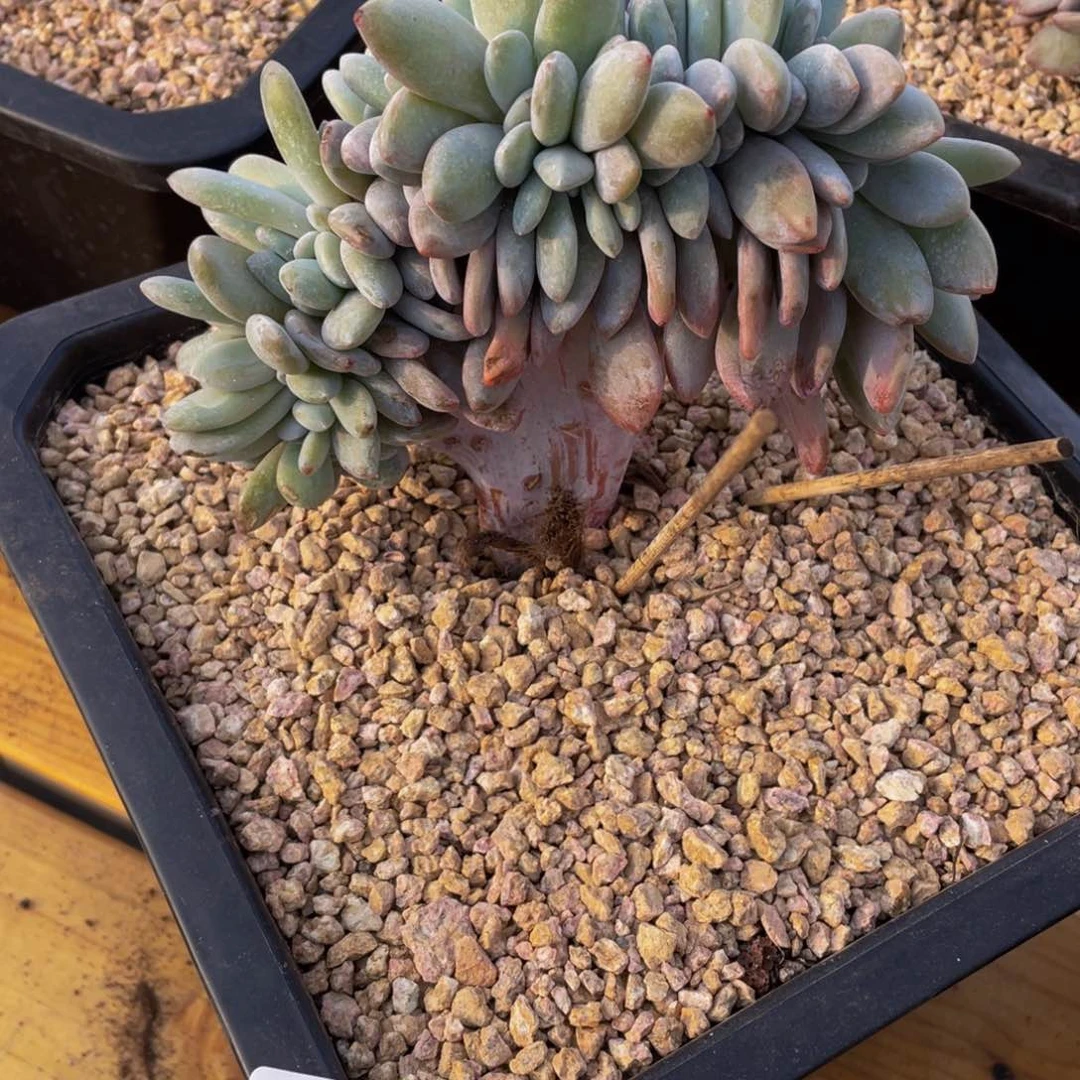 0210-30-粉兔缀化。。。。？