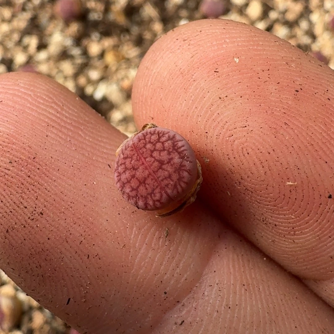 歆**愿F150恶魔果实紫日轮一年