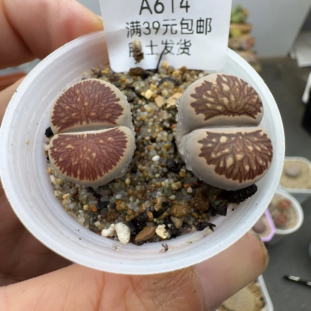 614多肉哈哈哈哈哈哈哈哈