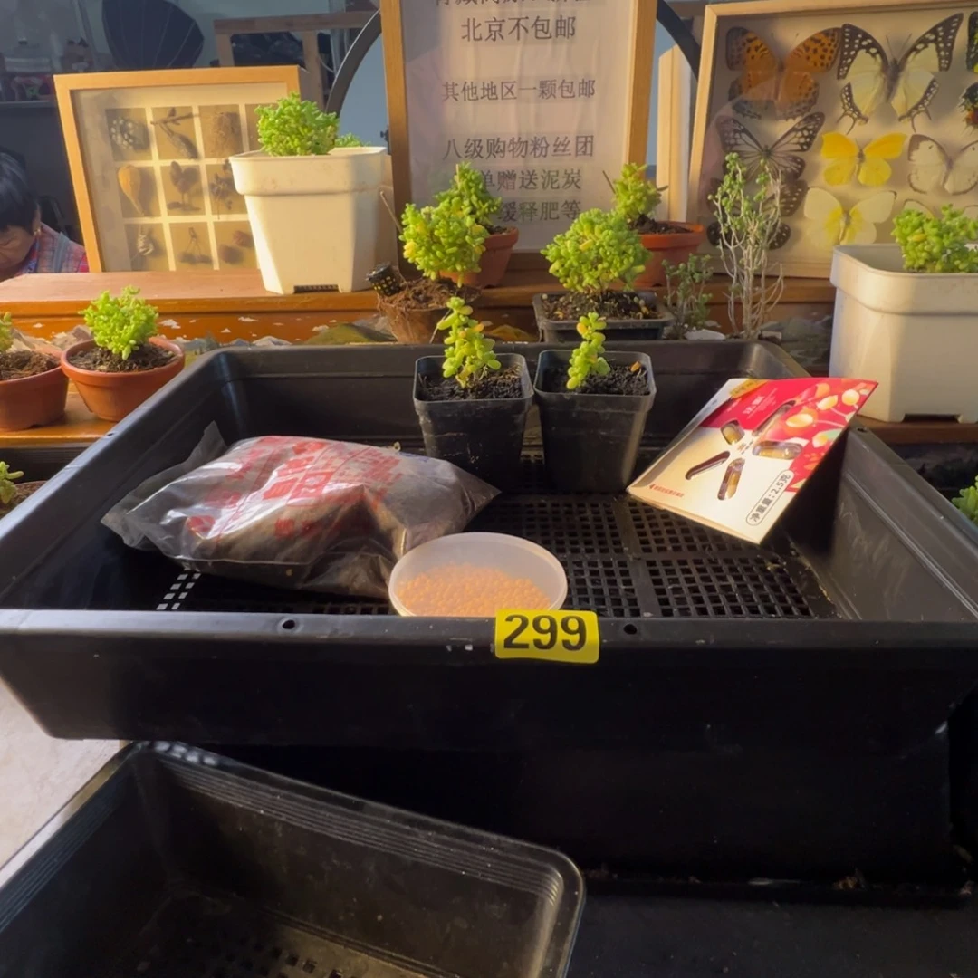 枝干番杏多肉植物299