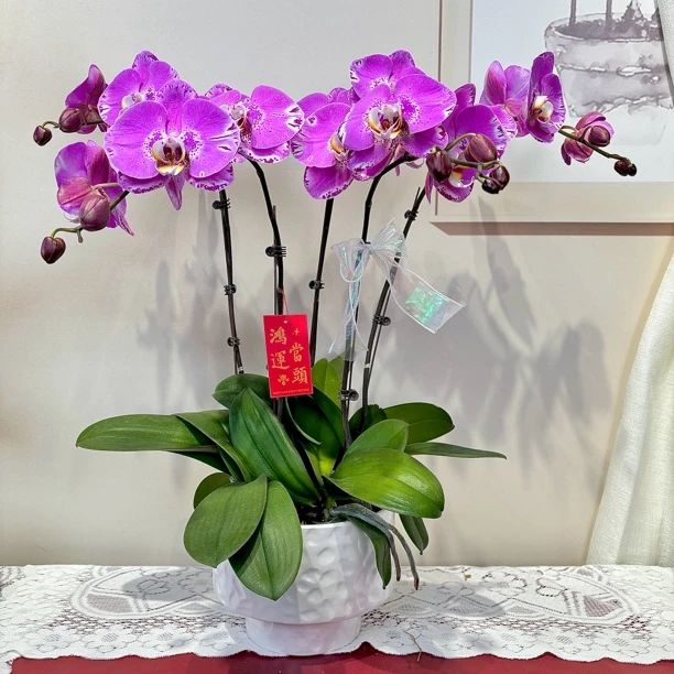 【藏宝图】粉紫色系 3寸杯高个子大花型 送礼节日佳品室内花卉