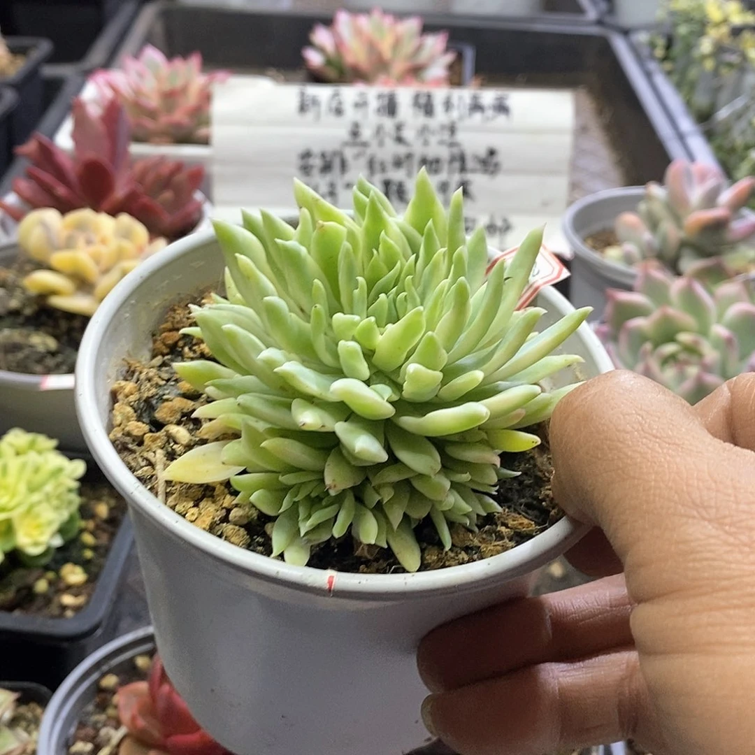 2458蓝色天使锦多肉