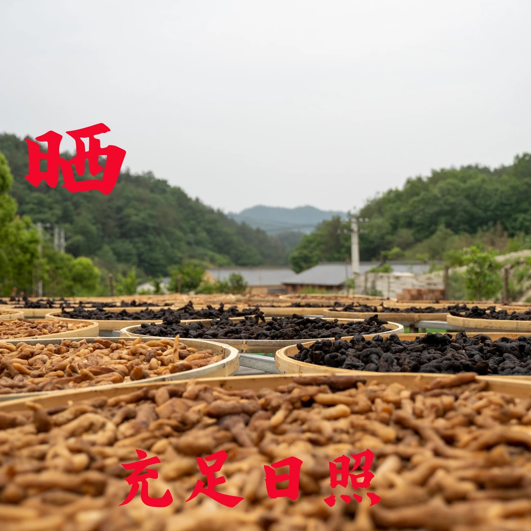 武当山直发土灶九蒸九晒仙人余粮姜