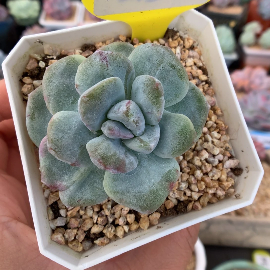 73冰玉石化灭心多肉植物