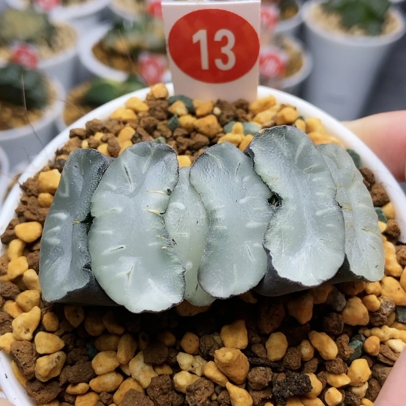 【闪购商品】13大久保蓝镜