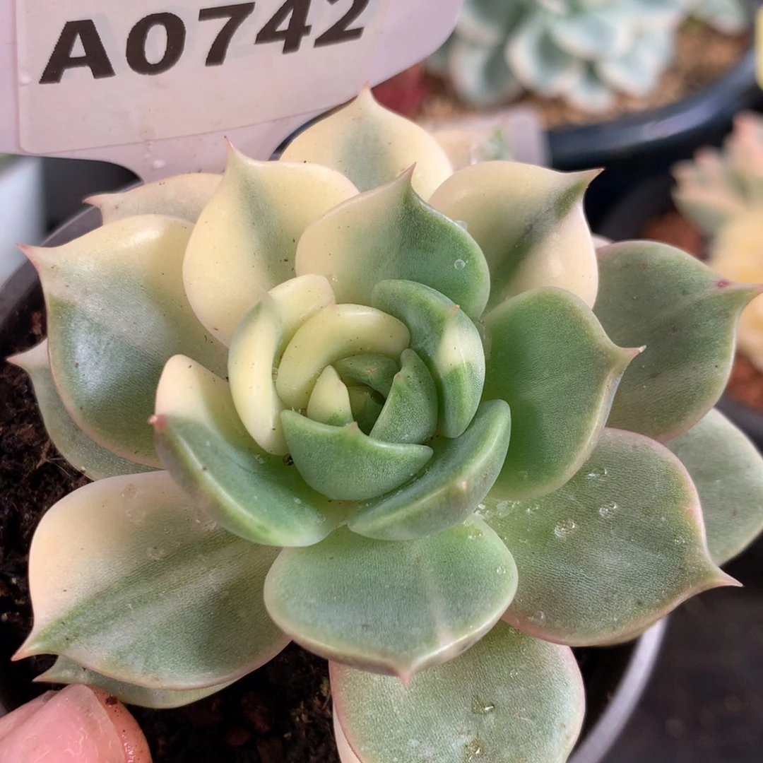 742贝加尔湖hgggg