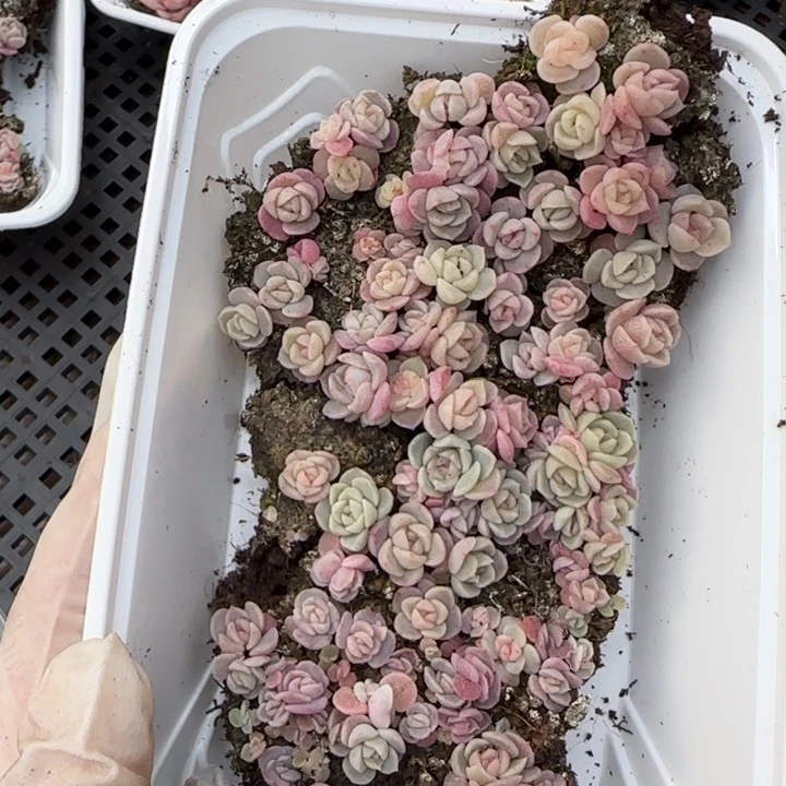 杏***）13王者系列种播苗一盒