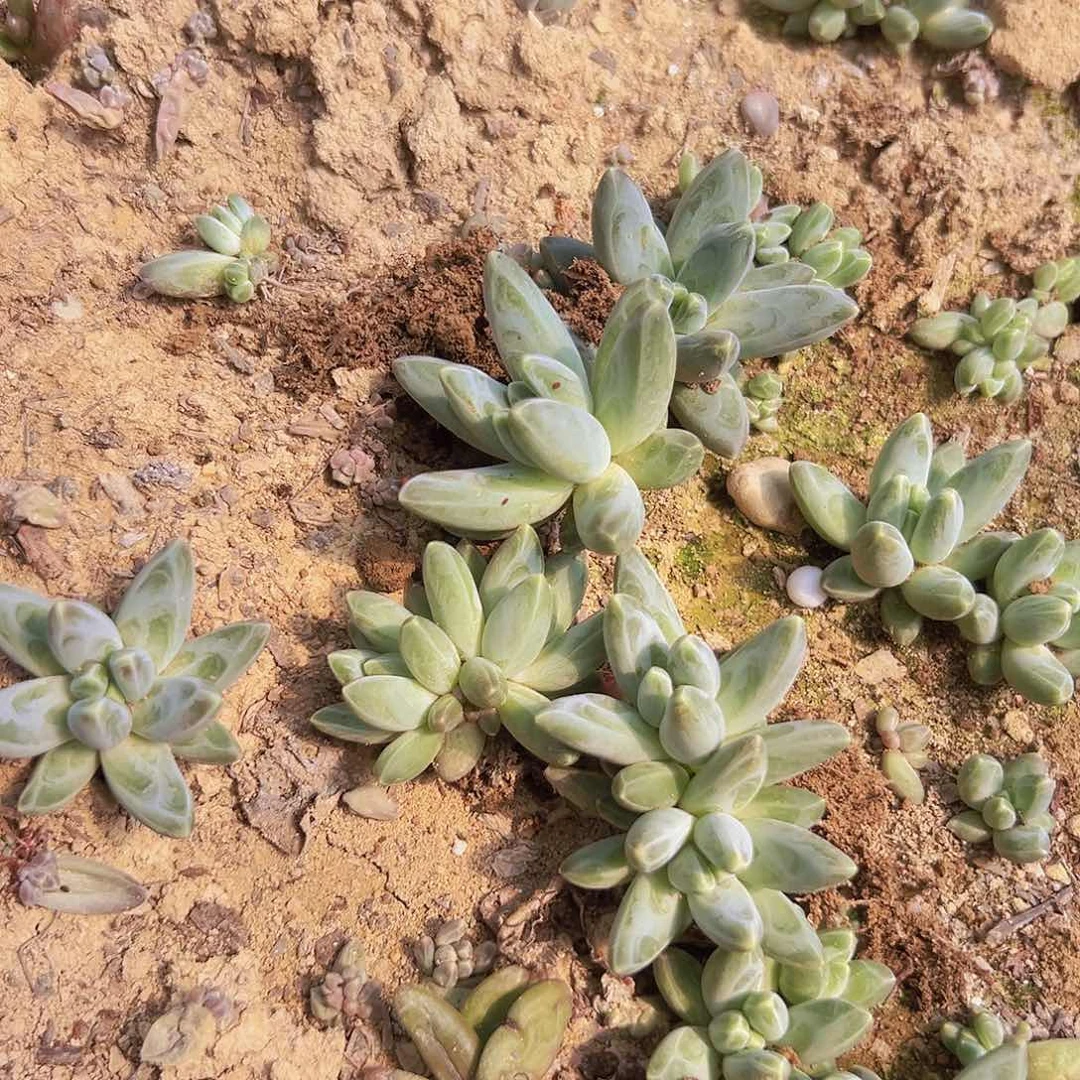 乌拉克拉叶插苗3颗