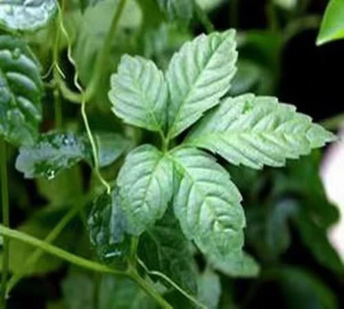 五叶神新鲜五叶参绞股蓝五叶草煮水煲汤食材晒干泡茶野菜