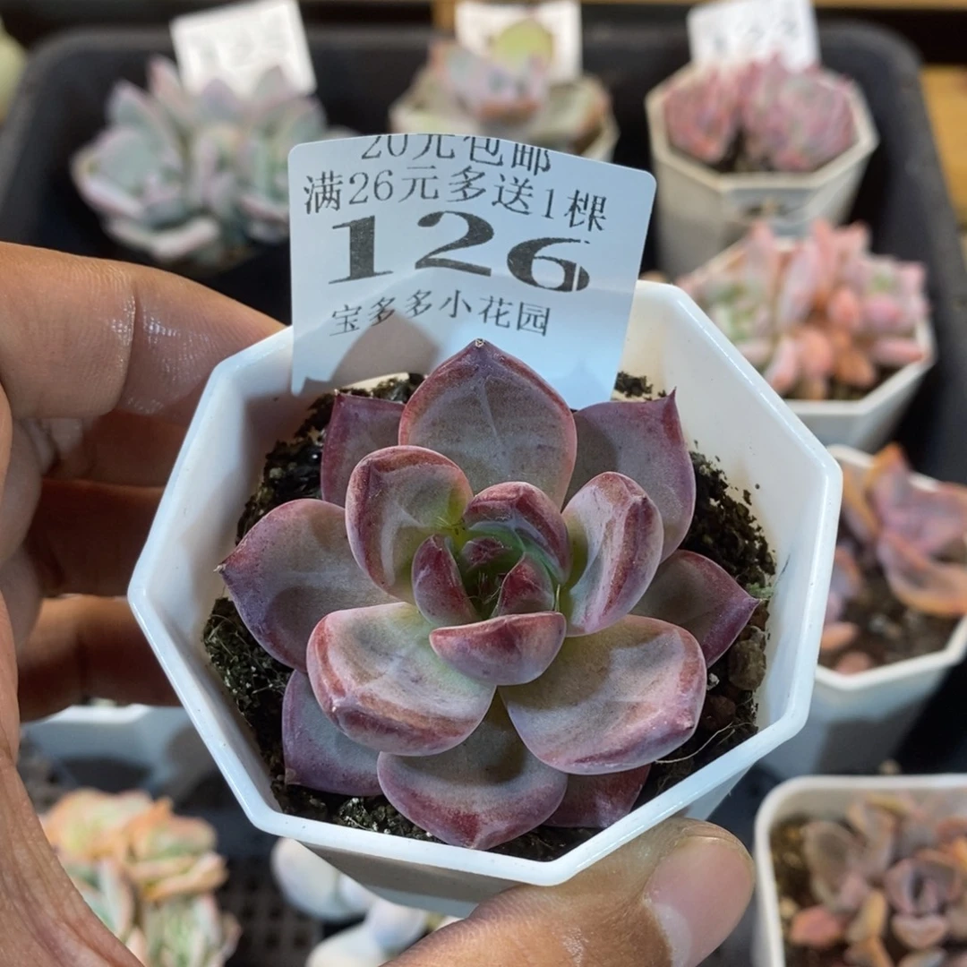 夜魔侠一物一拍满20包邮满26送一颗多肉