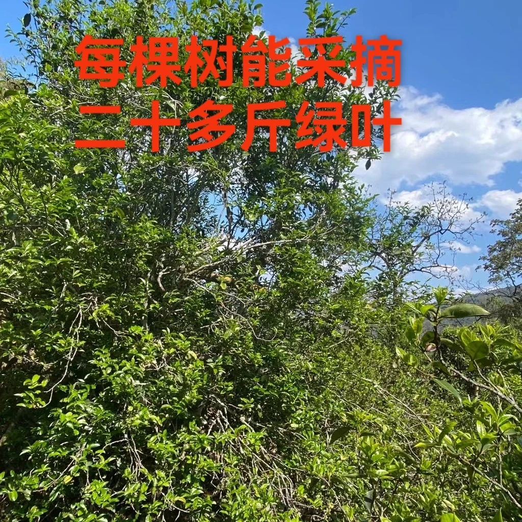 一味《七颗大茶树》
