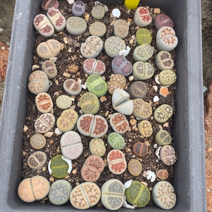 a***d生石花的季节是最597