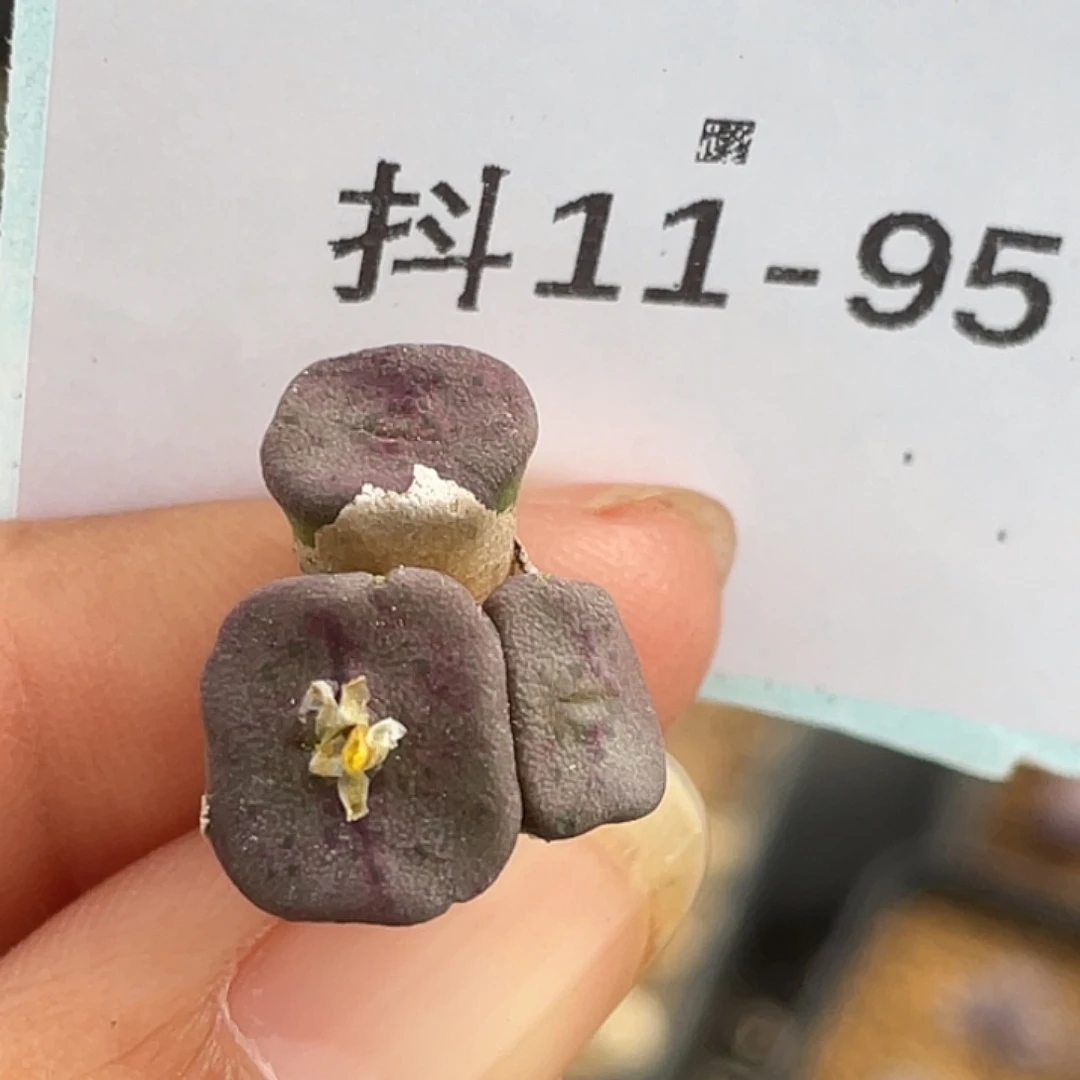 11-95方碗多肉植物