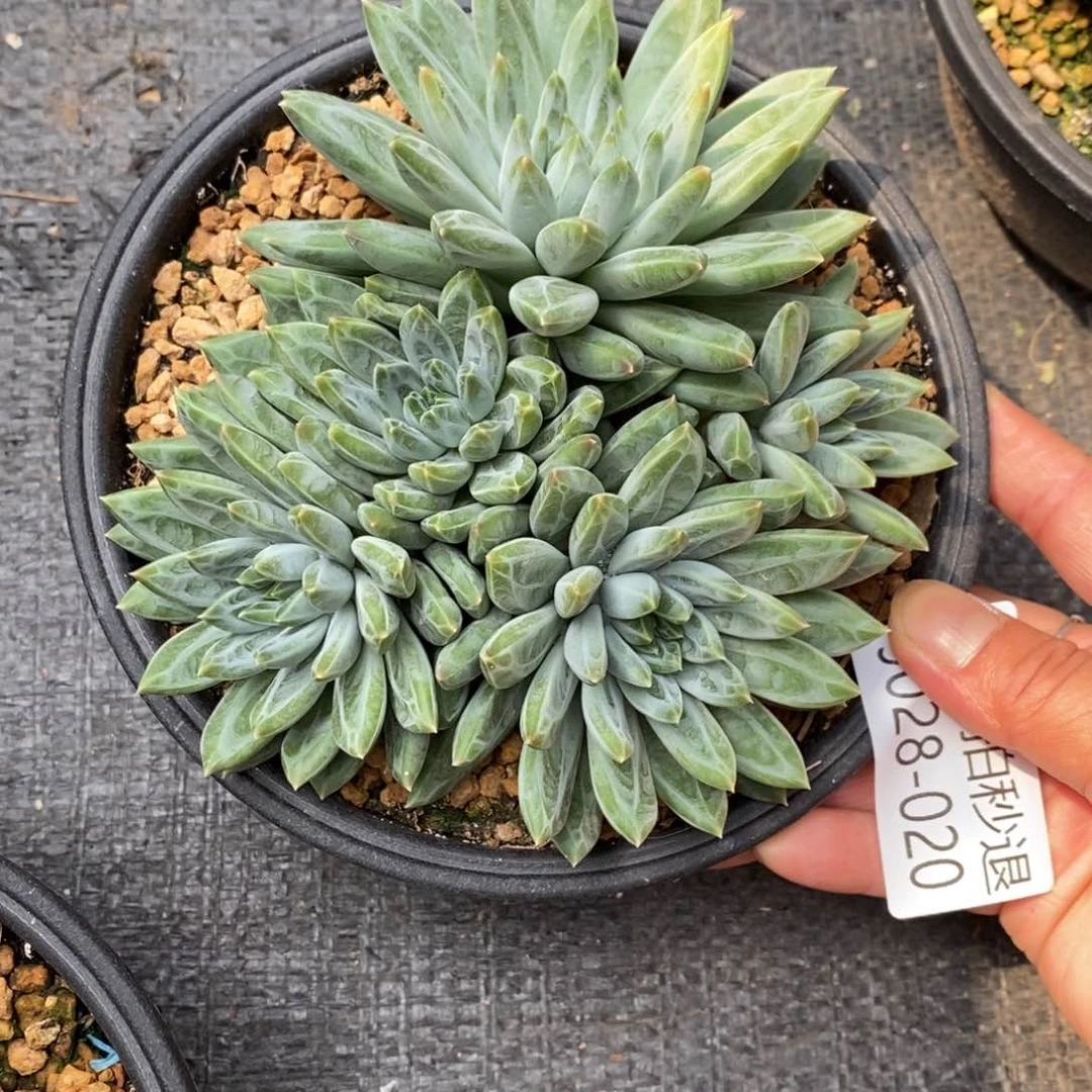 勿秒拍秒退 9028-20青花瓷
