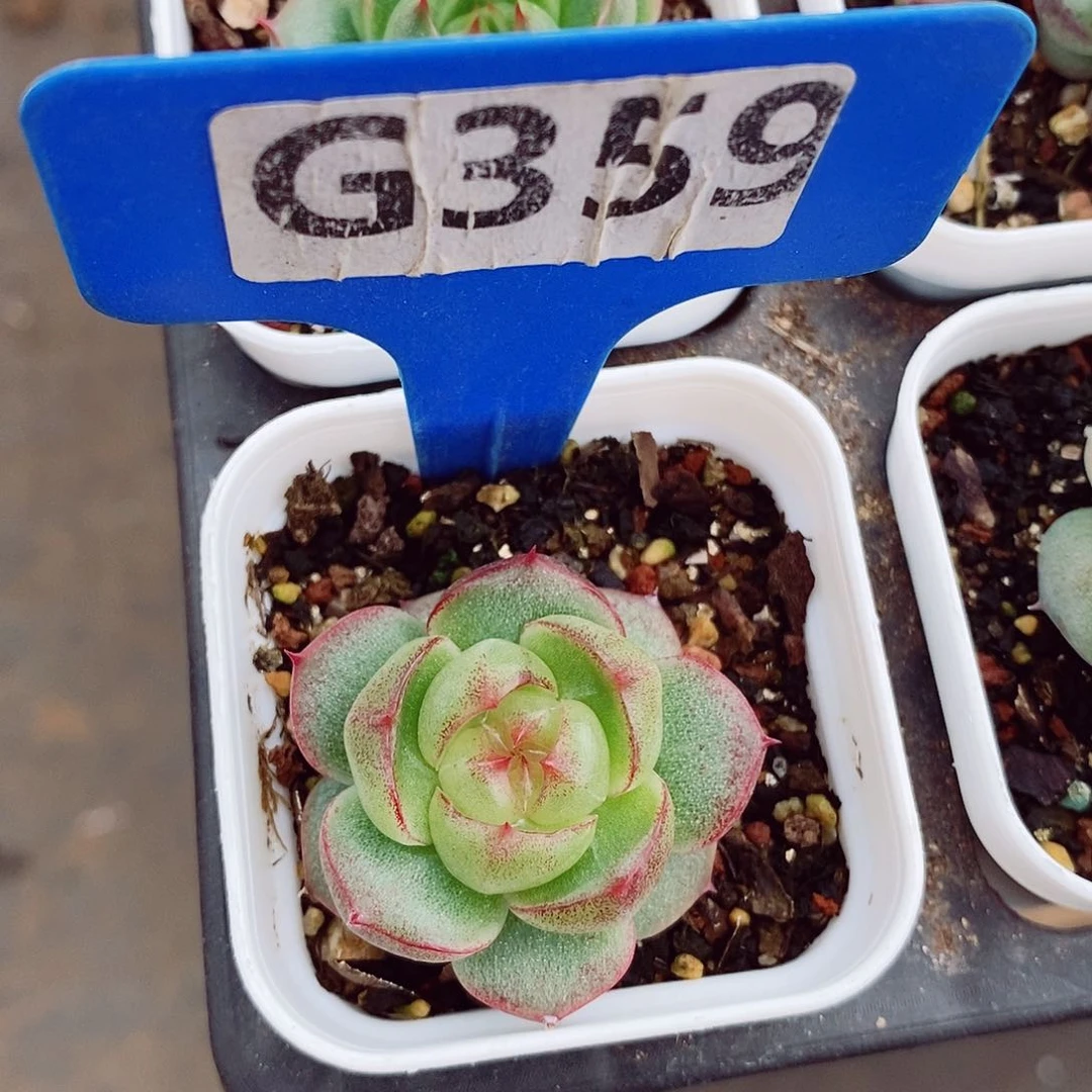 新品珍妮3-4cm多肉植物
