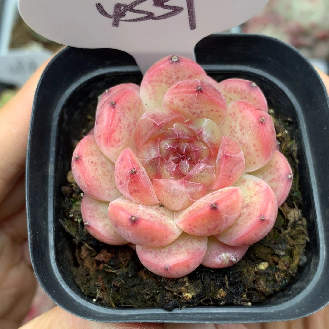 钻心珍妮单头4559