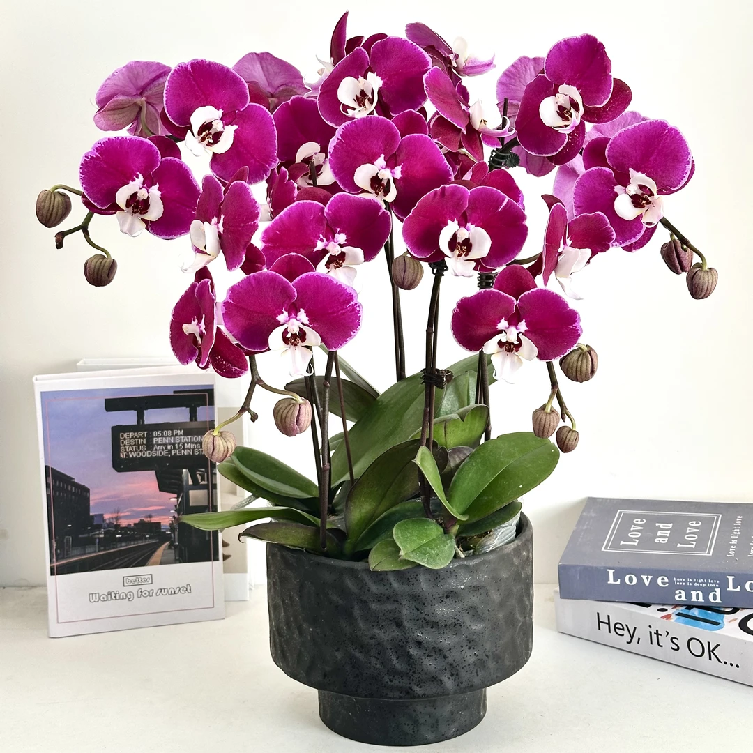 【 米歇尔】室内蝴蝶兰花盆栽开花株 四季好养护绿植叶片