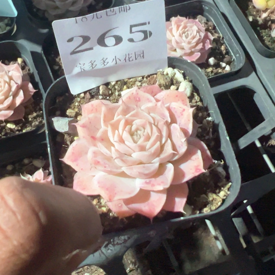 265号虾饺杂一物一拍满18包邮