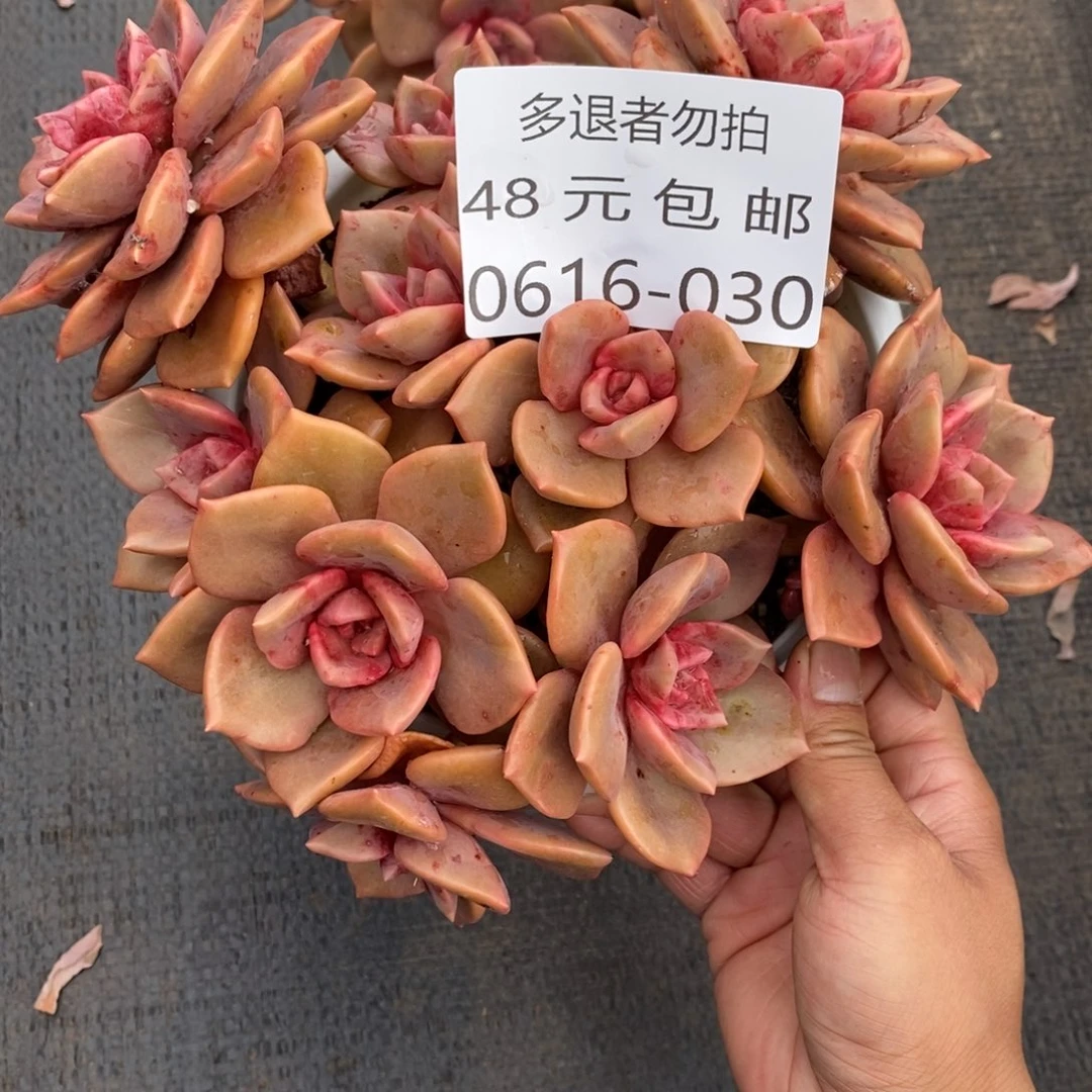 民*夏悦多肉0616-30琉璃盏