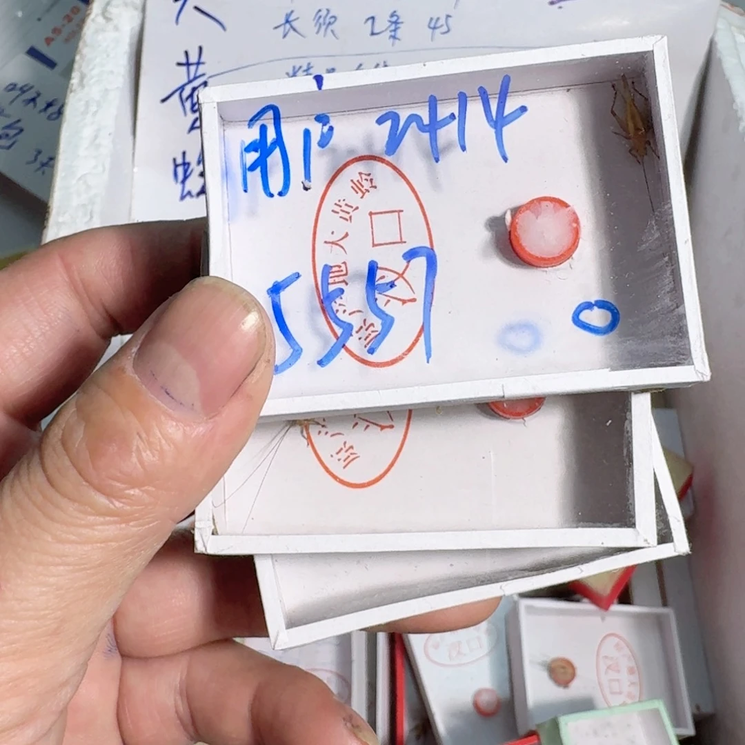 用***4蟋蟀蝈蝈我在我娃娃这了你