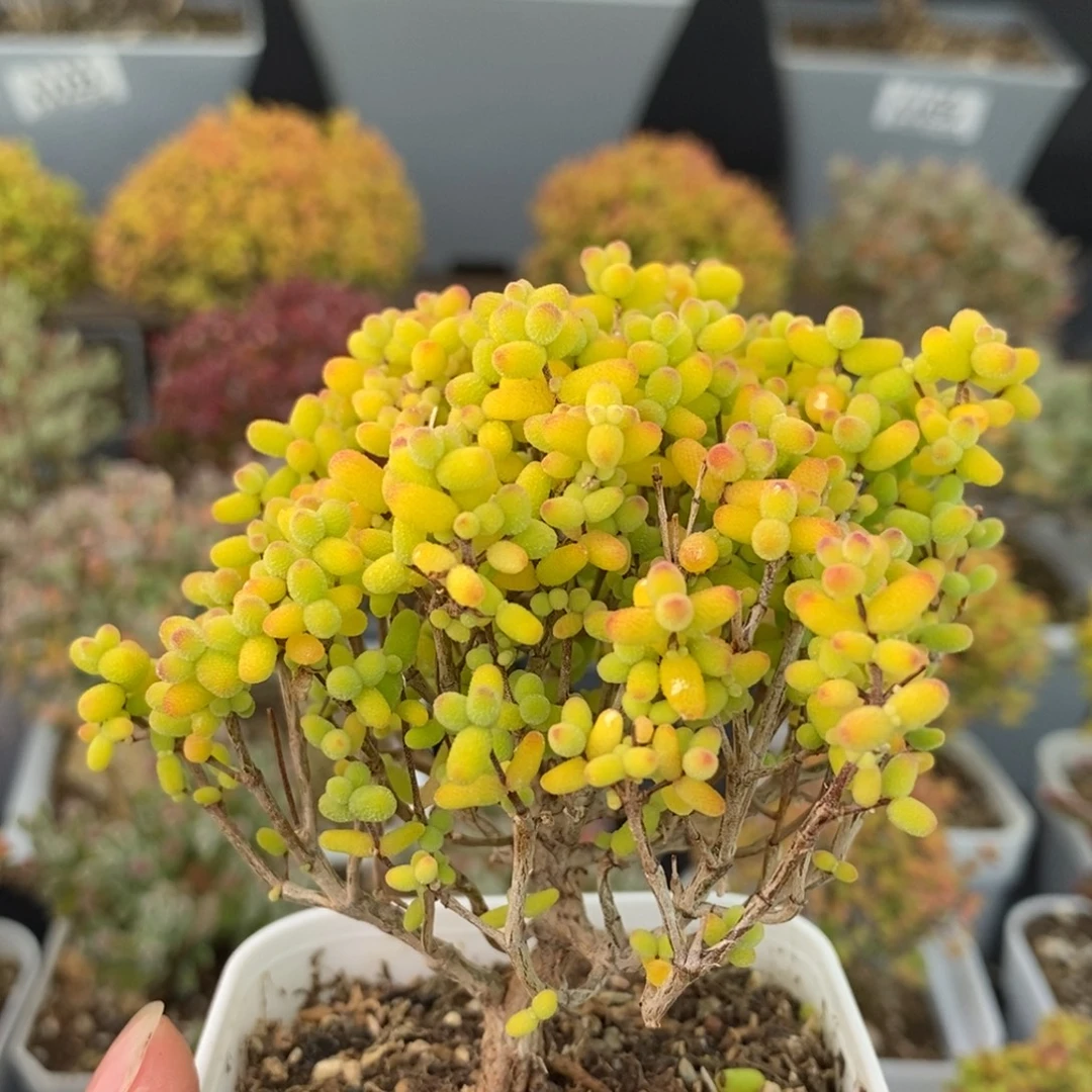 1253金桔糖球 。