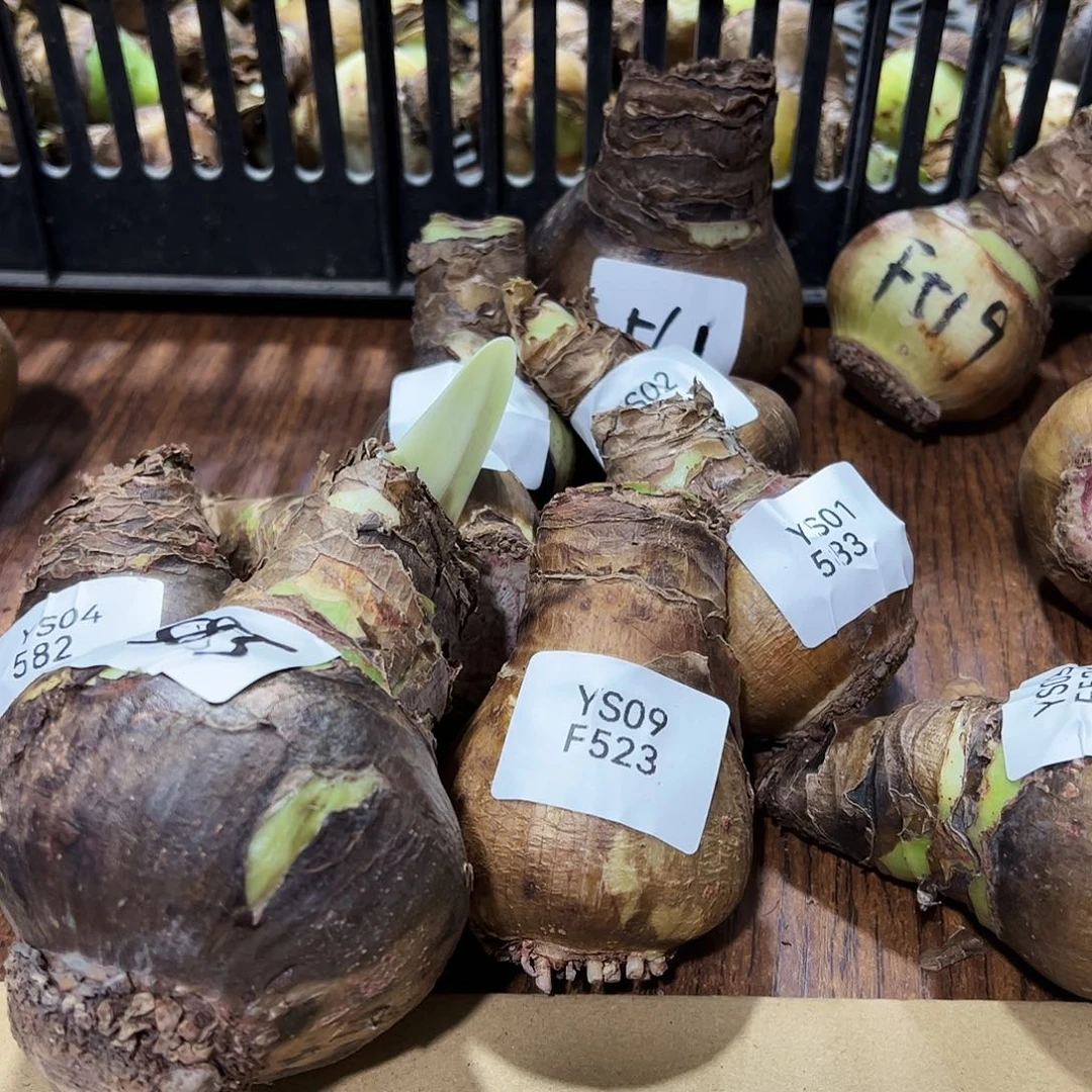 二***月朱顶红585巨大开花球