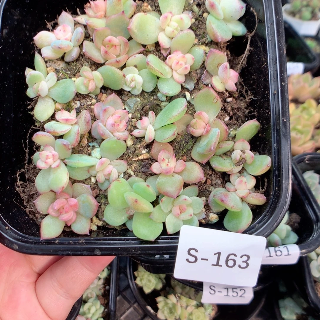无花朵S163英语英语