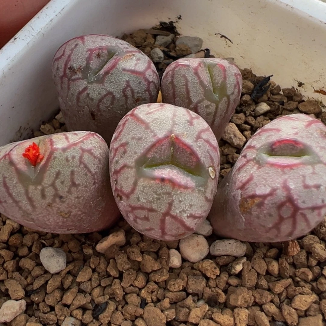 红河母本群多肉植物带盆