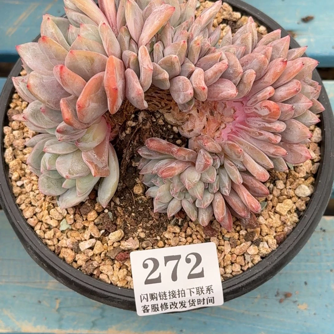 272星影缀化微瑕13cm左右