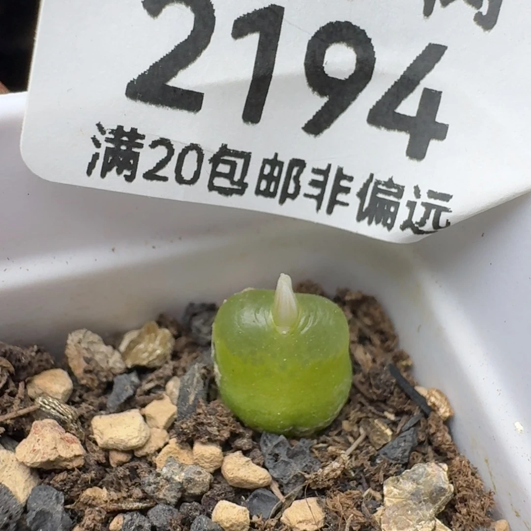 雪茄带盆土。