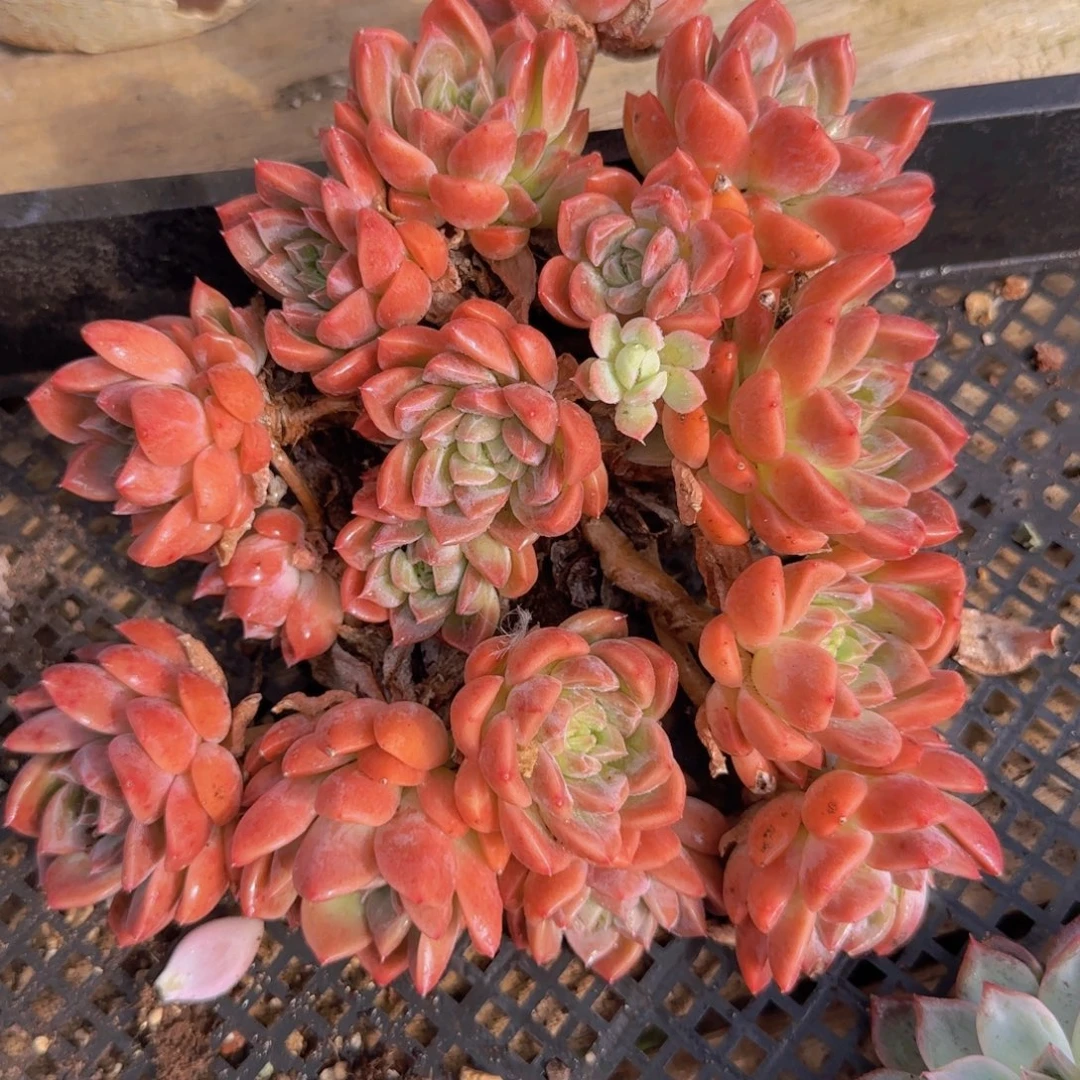 杂交暗纹多肉00000001