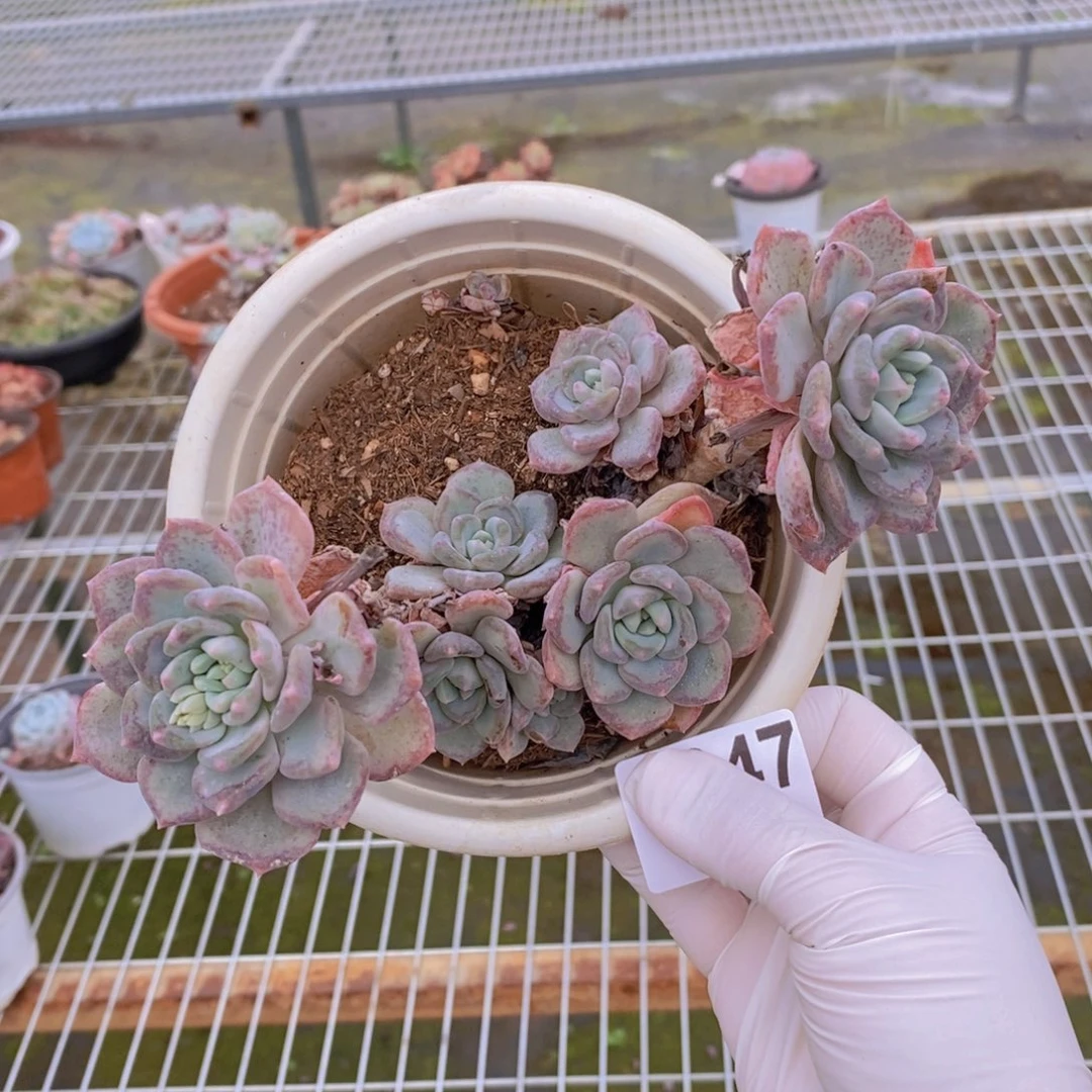 6347千山雪一物一拍