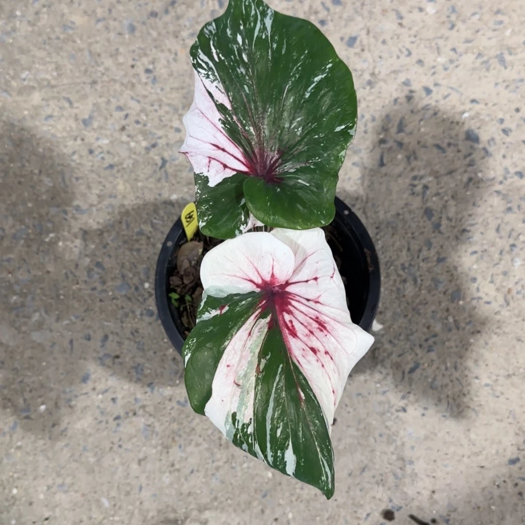651-0730泰国发货狮子座