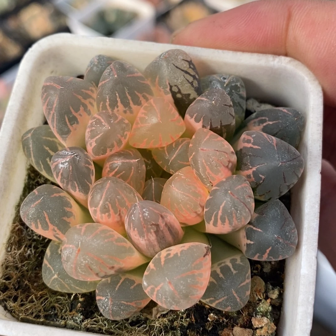 一颗实生糊斑玉露锦