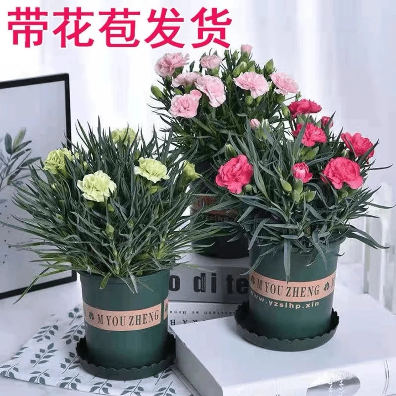 康乃馨盆栽带花苞批发云南基地培育母亲节礼物花卉开花盆栽包邮