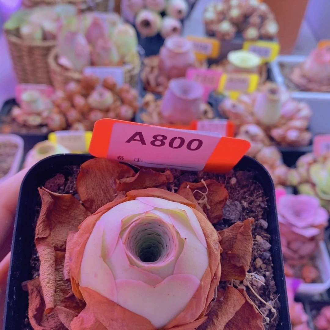 山地玫瑰一物一拍800
