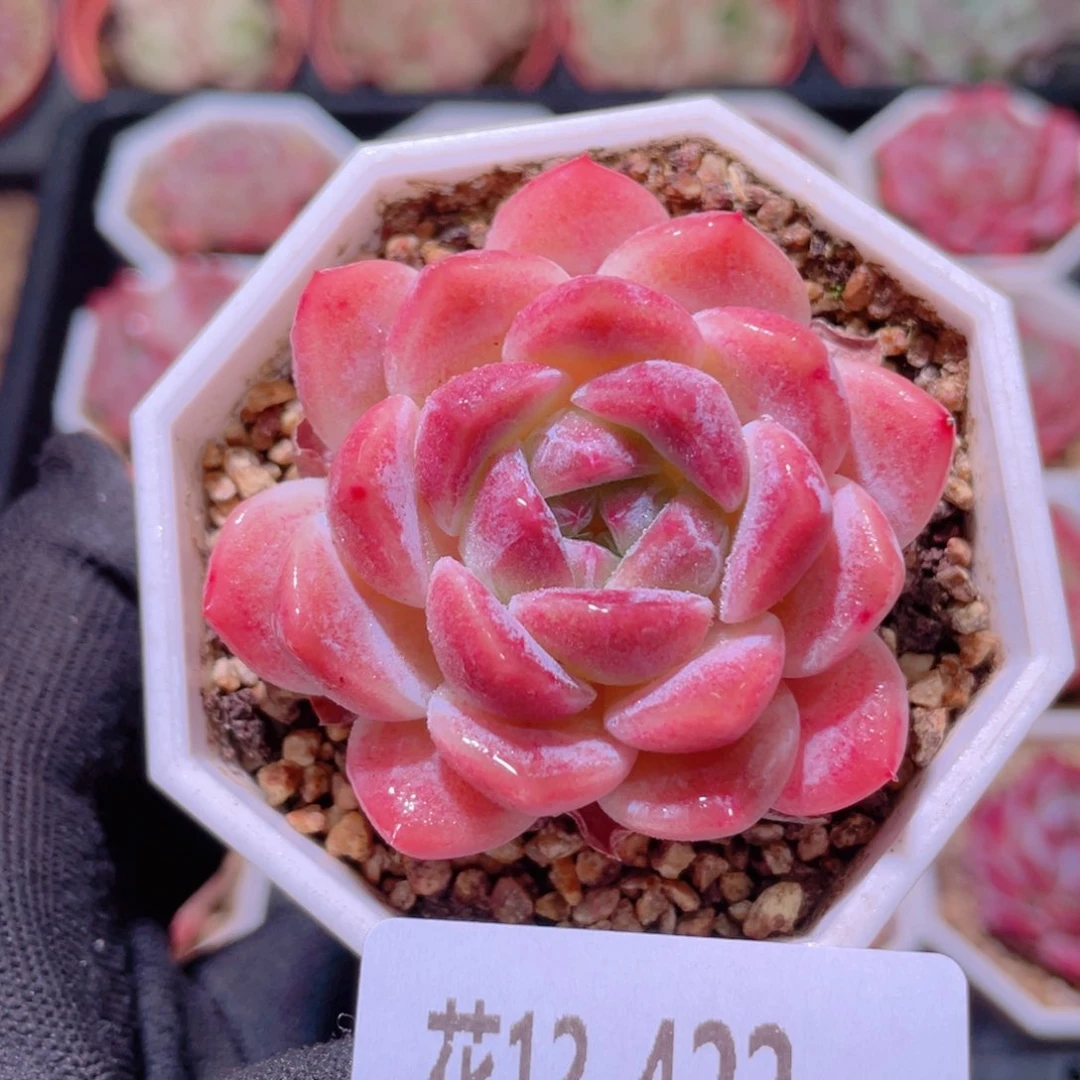 花利美12-422秘境冰魄