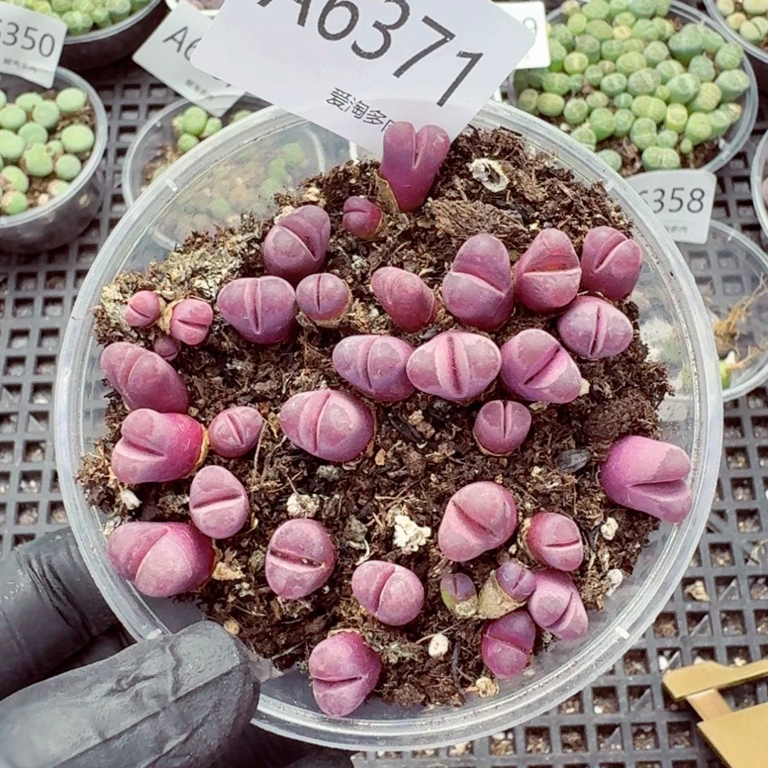 6371—生石花 生石花
