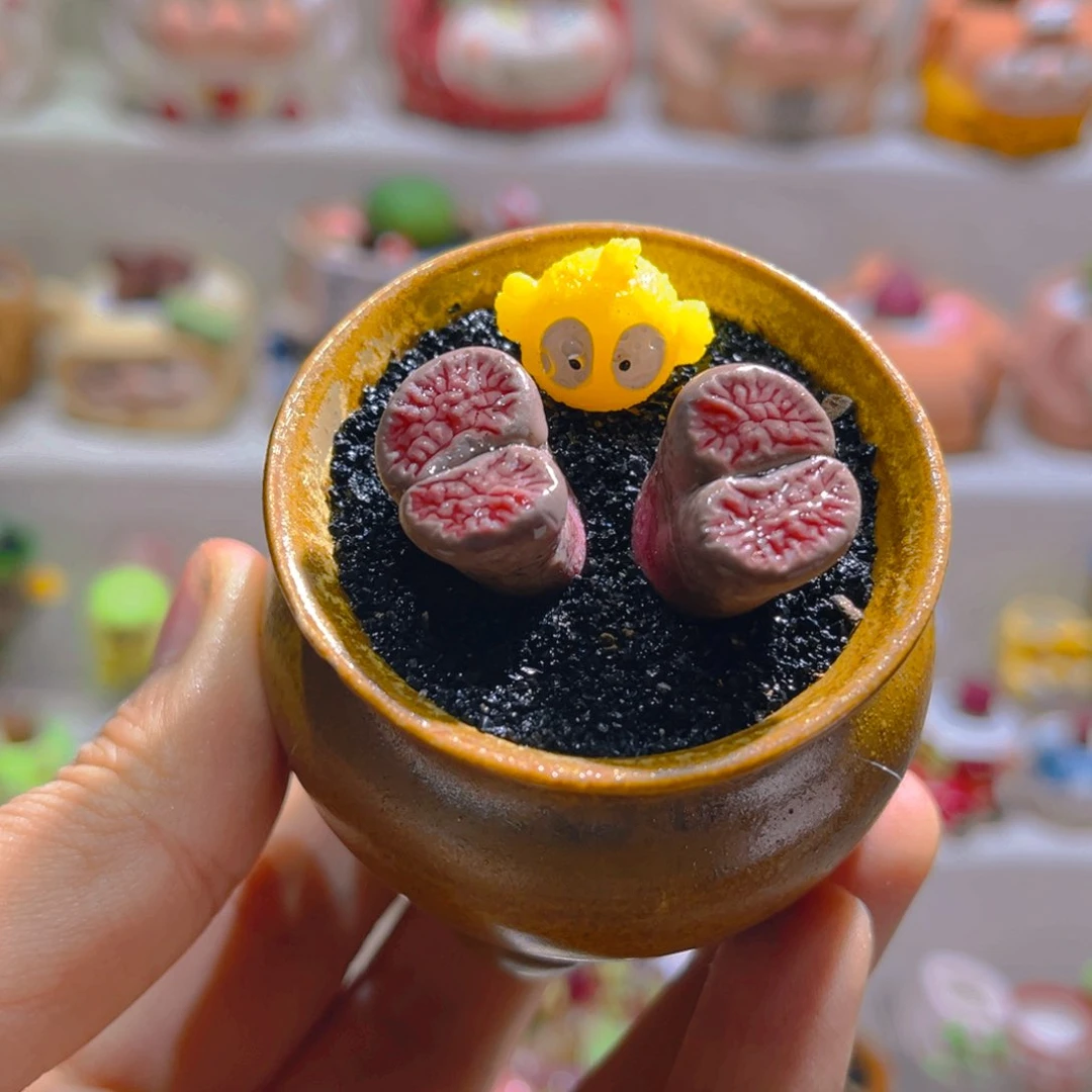 005高端多肉带盆土一套58