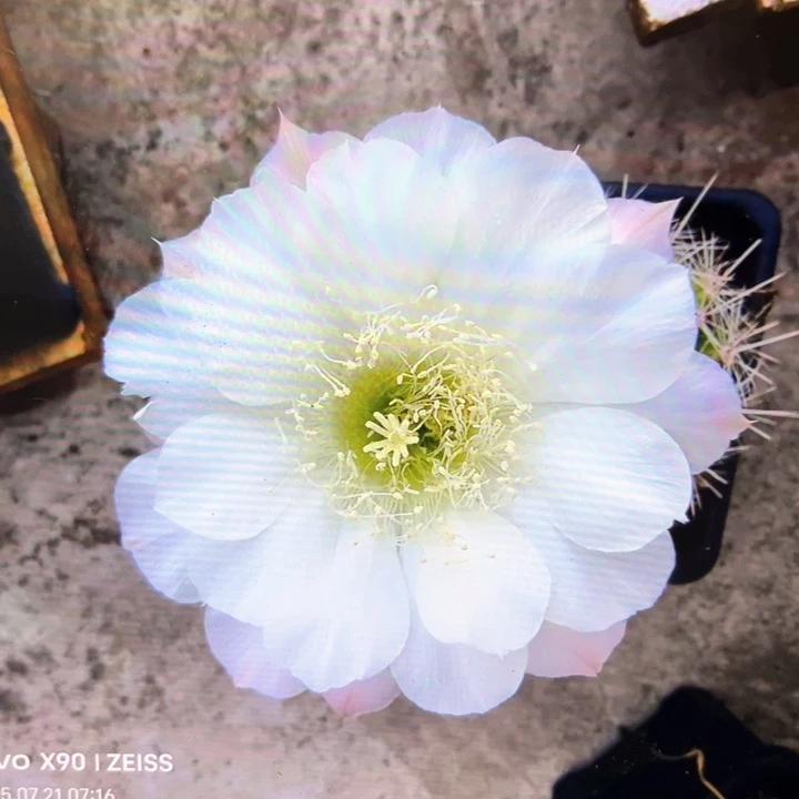 白牡丹5公分左右满18包邮