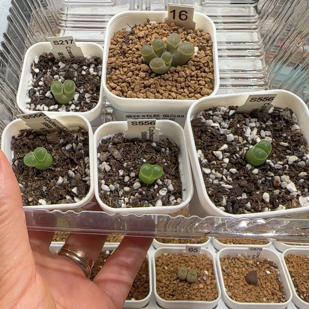 胡***图肉锥多肉植物组合-830