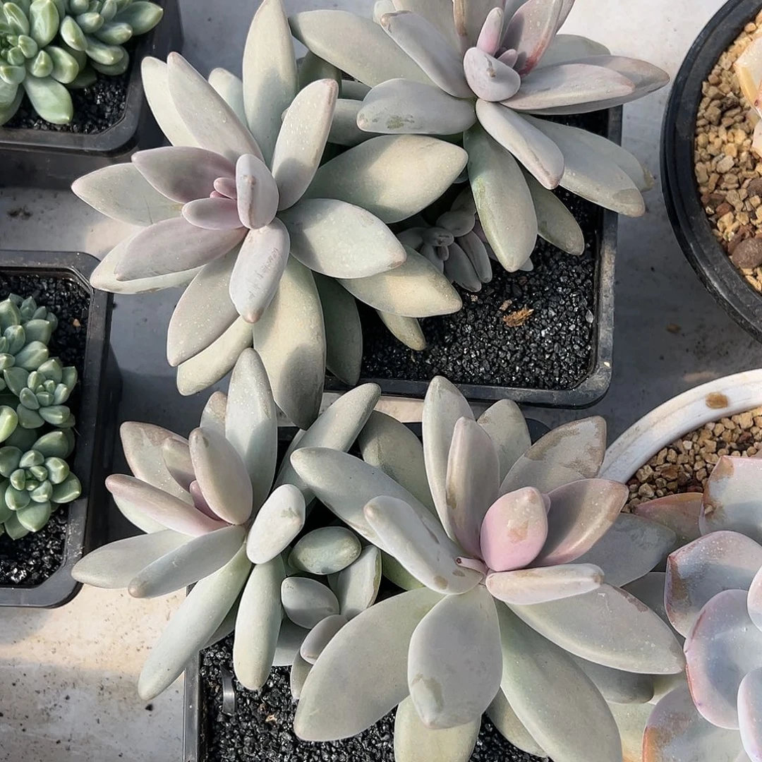 【闪购商品】企鹅福利