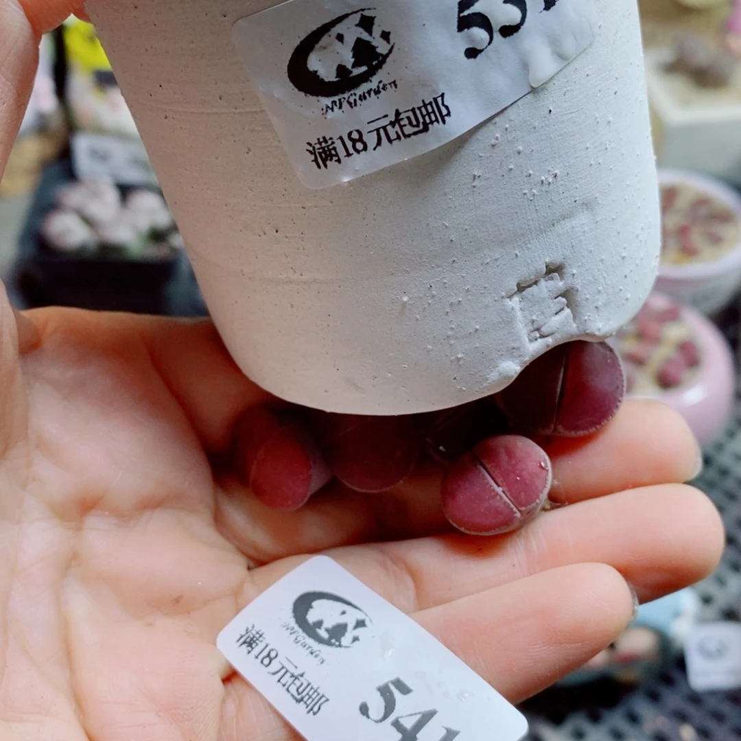 *****生石花花花花花花花541