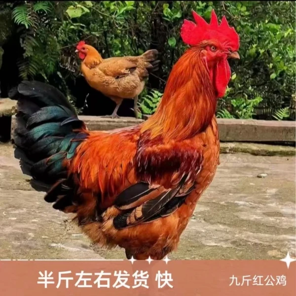 红玉鸡九斤红公母可选半斤左右宠物鸡包邮
