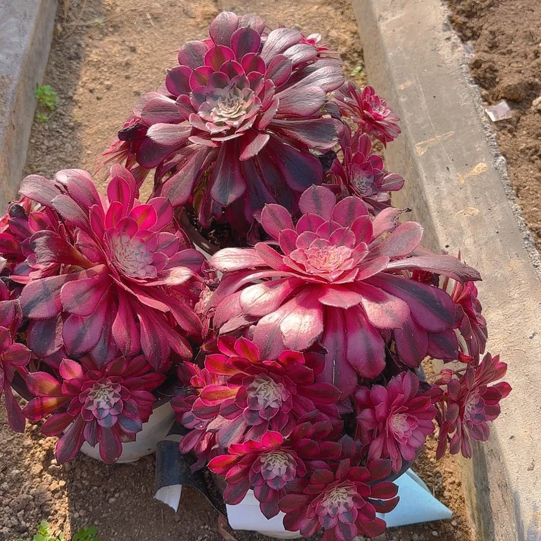 铜壶多肉植物不周正三颗