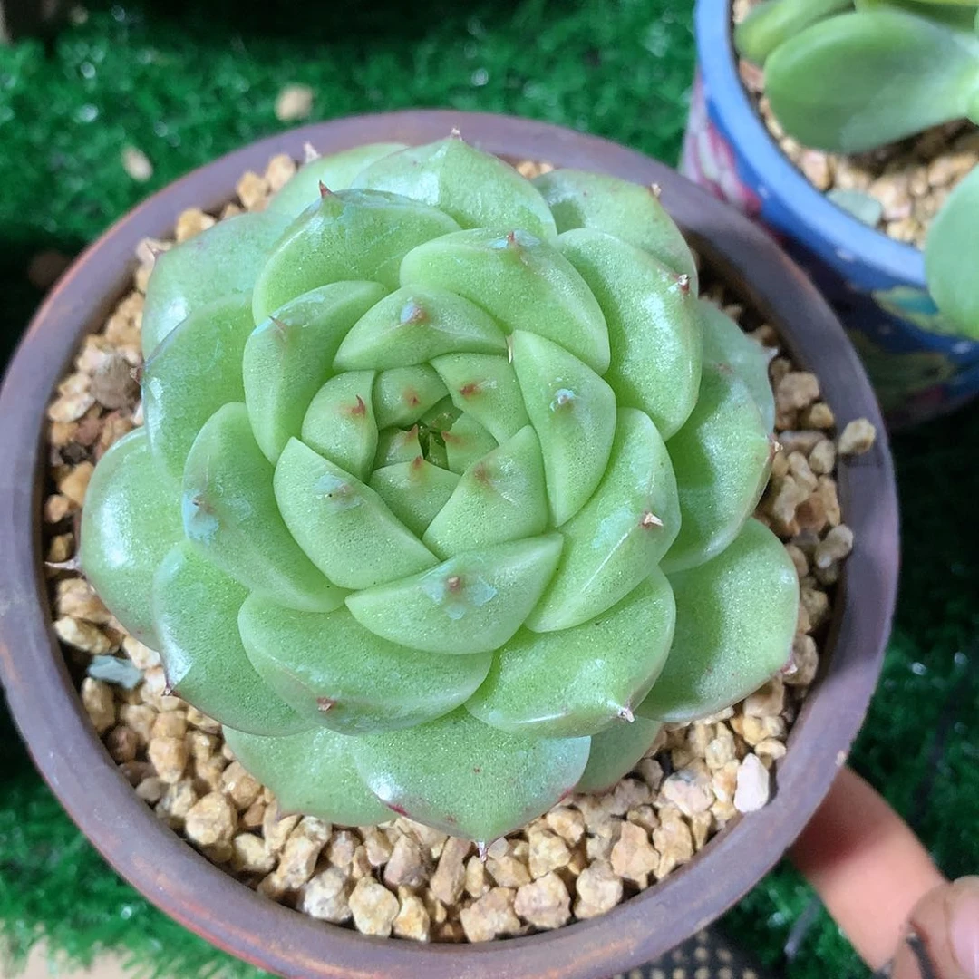 麦秆单头8 公分一物一拍